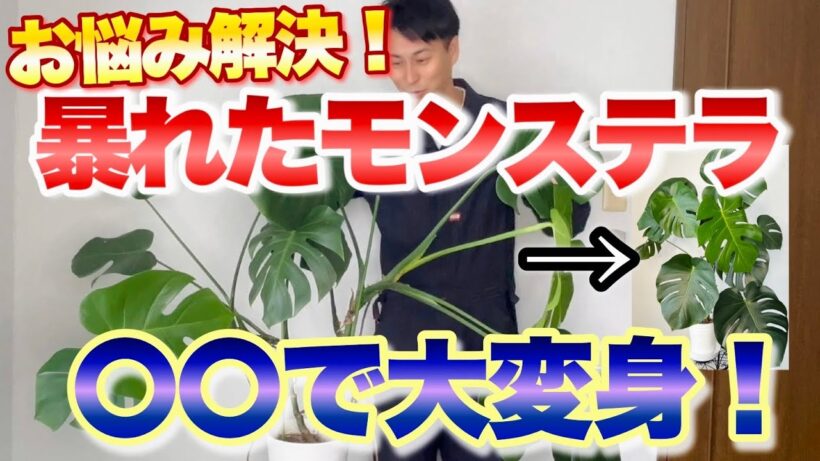 【お悩み解決】暴れたモンステラを一瞬でスタイリッシュな樹形に変身させる方法！育て方もご紹介【観葉植物】【園芸】