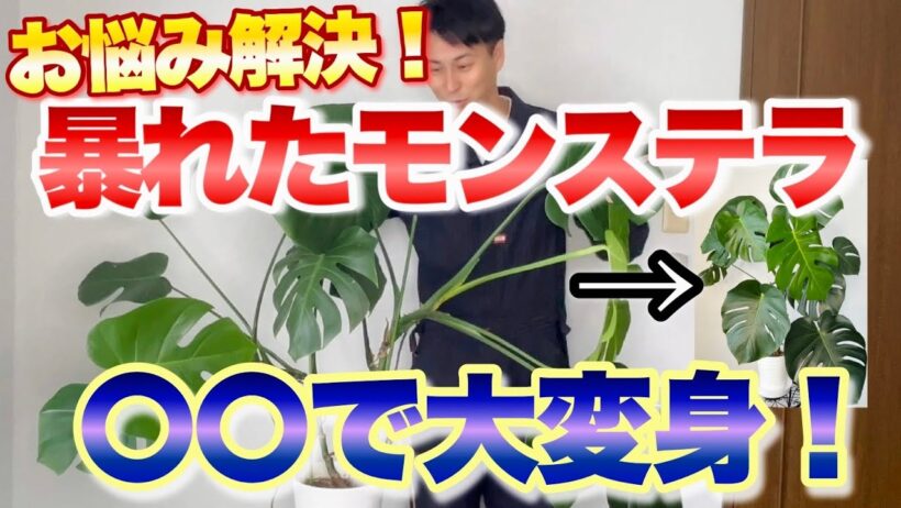 【お悩み解決】暴れたモンステラを一瞬でスタイリッシュな樹形に変身させる方法！育て方もご紹介【観葉植物】【園芸】