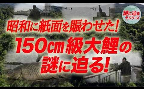 昭和に紙面を賑わせた！150㎝級大鯉の謎に迫る！【謎に迫るシリーズ第四十五回】