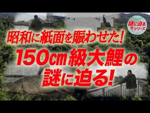 昭和に紙面を賑わせた！150㎝級大鯉の謎に迫る！【謎に迫るシリーズ第四十五回】