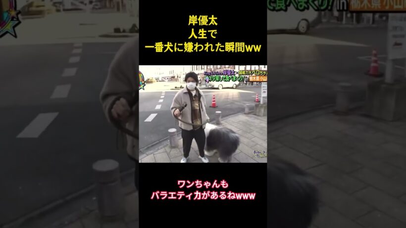 岸優太人生で一番犬に嫌われた瞬間ww #面白集 #number_i #岸優太 #ネタ #爆笑 #shorts