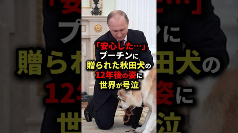 ㊗️340万回再生!!「安心した⋯」プーチンに贈られた秋田犬の12年後の姿に世界が号泣#海外の反応