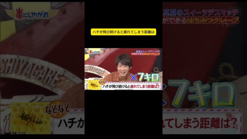 ハチが飛び続けると疲れてしまう距離は #嵐 #嵐にしやがれ #大野智 #二宮和也 #櫻井翔 #相葉雅紀 #松本潤