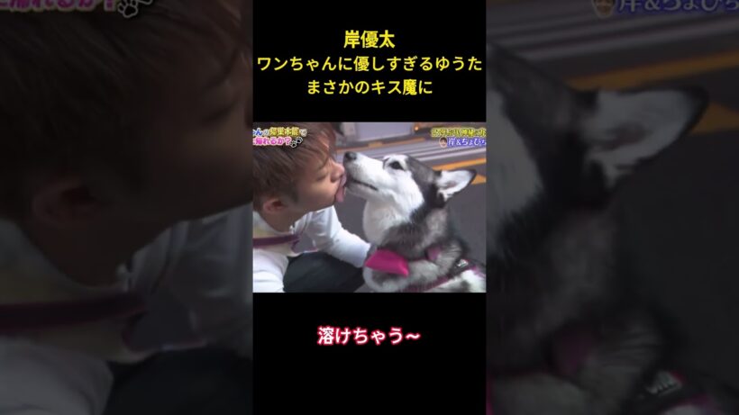 岸優太ワンちゃんに優しすぎるゆうたまさかのキス魔に #お笑い #面白集 #岸優太 #number_i #ネタ #shorts