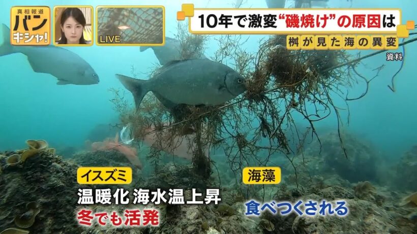 桝キャスターが見た海の異変　「釣りの聖地」まるで砂漠化　“磯焼け”対策とは【バンキシャ！】
