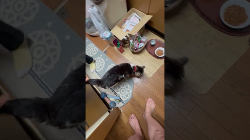 🐱🌸「ﾌｸと父ちゃん144話」草刈正雄の凱旋帰宅🐱🌸