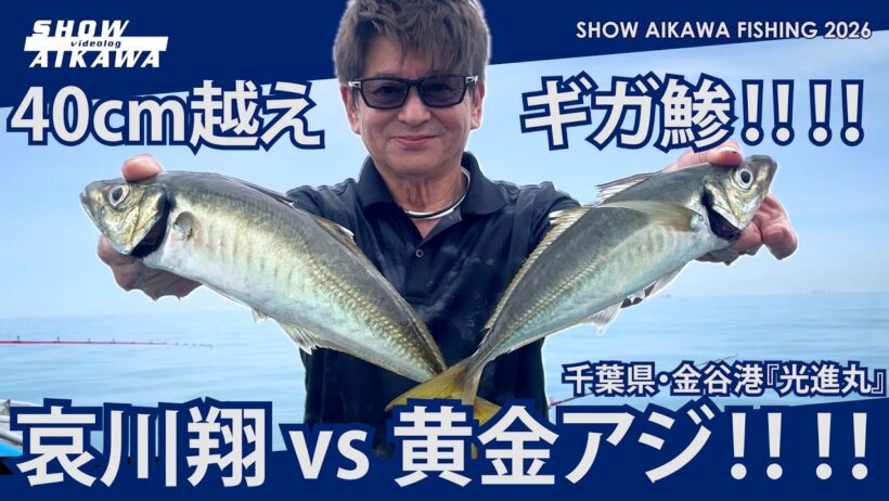 哀川翔 vs 黄金アジ‼︎‼︎ 40cm 越え ギガ鯵‼︎ 【千葉県•金谷港 『光進丸』】