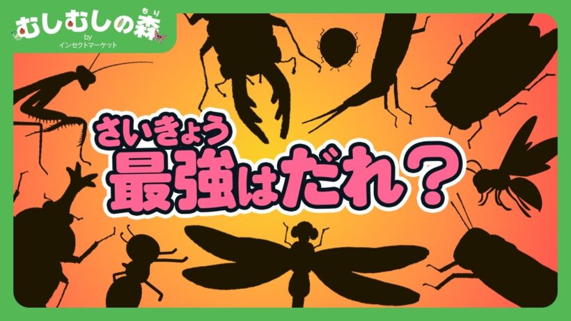【昆虫】虫界の最強はだれ？！【むしむしの森】香川照之・カァーブル先生・昆虫採集・自由研究・知育・教育・生き物・カブトムシ・クワガタ・カマキリ・バッタ・トンボ・セミ・アリ