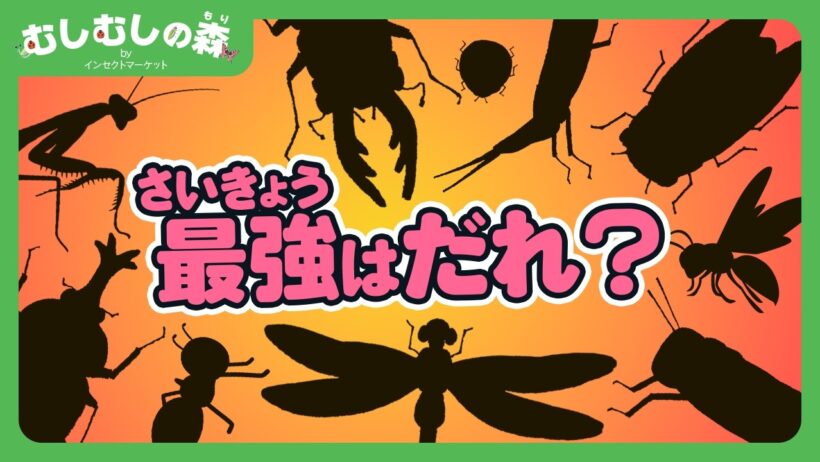 【昆虫】虫界の最強はだれ？！【むしむしの森】香川照之・カァーブル先生・昆虫採集・自由研究・知育・教育・生き物・カブトムシ・クワガタ・カマキリ・バッタ・トンボ・セミ・アリ