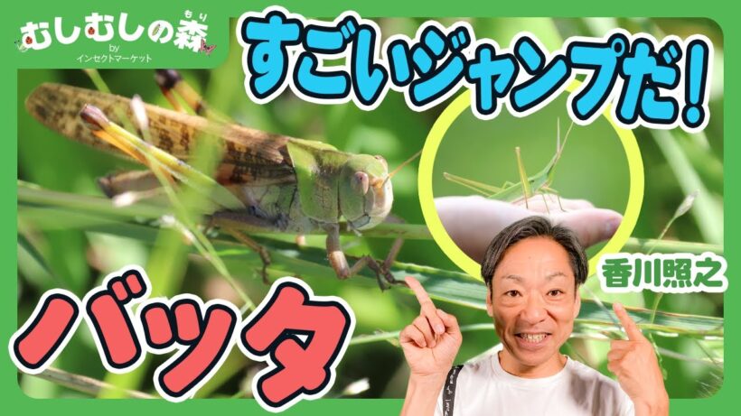 【昆虫】バッタのジャンプ力の秘密【むしむしの森】香川照之・カァーブル先生・夏休み・自由研究・昆虫採集・子ども向け・知育・教育・生き物・カブトムシ・クワガタ・てんとうむし・ハチ・トンボ・カマキリ
