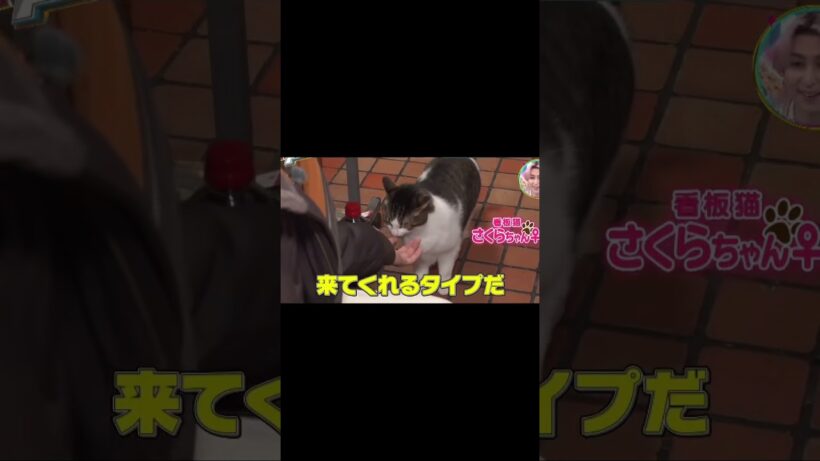 廉の猫パンチみたい#高橋海人 #キンプリ#永瀬廉
