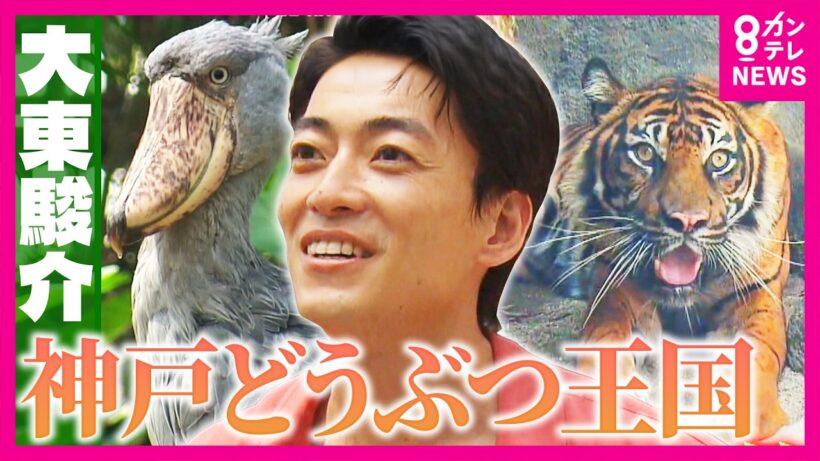 今しか見られない！マヌルネコの赤ちゃんに感激…夏でも涼しい「神戸どうぶつ王国」の魅力｜大東駿介の発見！てくてく学〈カンテレ〉