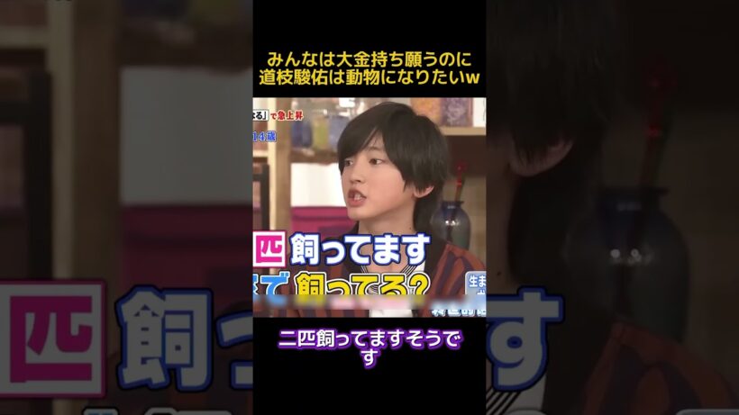 みんなは大金持ち願うのに道枝駿佑は動物になりたいw#面白い #お笑い #funny #道枝駿佑 #爆笑