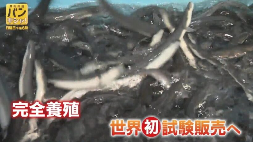 卵から成魚「完全養殖ウナギ」世界初の試験販売へ　桝が見た最新技術の裏側　「食文化」つなぐ新たな一歩【バンキシャ！】