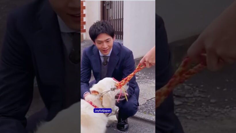** ┈#いちばんすきな花┈**眠っていた松下さんの可愛らしいメイキング映像を大公開🌟犬と戯れる #松下洸平 さん、何度見ても癒されること間違いなし❕#すき花#Joyfulljapan
