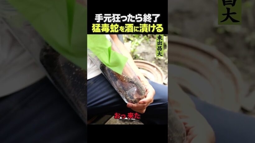 東出昌大 / 猛毒蛇を酒に漬ける