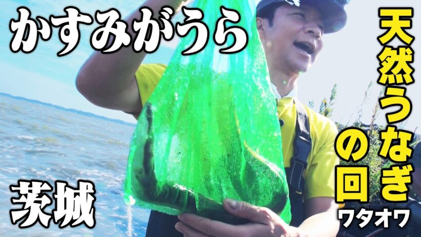 【祝 シーズン２】今回の食材は天然うなぎ！本当の天然うなぎを渡部は食べたことなかった！？渡部が自ら霞ヶ浦でうなぎを獲る！果たして、幻の黄金うなぎは獲れたのか？