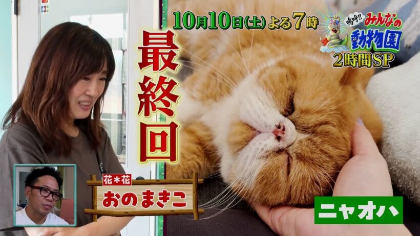 「嗚呼!!みんなの動物園」大泉洋も涙…最終回！ブサカワ保護猫が譲渡会へ