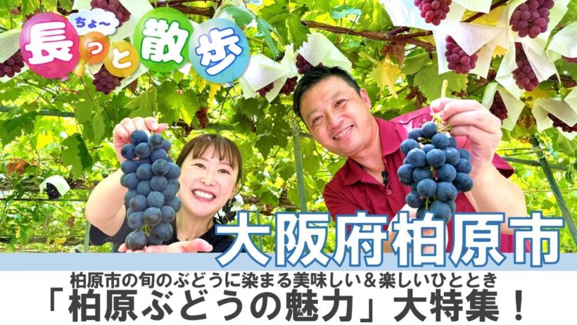 【柏原市】今が旬！「柏原ぶどう」を大特集♪（「長っと散歩かわち」2025年9月放送号）