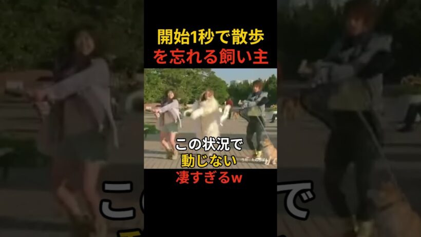 【懐かCM Fit's⑥】犬の散歩中に急に踊る佐藤健、でも一番すごいのは柴犬ですw