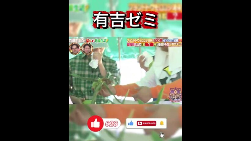 【有吉ゼミ】工藤阿須加の農園生活！1本1500円の高級ブランドとうもろこしの収穫と糖度測定に挑戦！