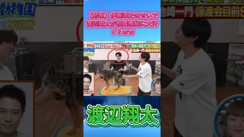 【悲報】伊藤淳史のせいで渡辺翔太が相葉雅紀に大汗！？ｗｗ#SnowMan #渡辺翔太 #相葉雅紀 #伊藤淳史 #みんなの動物園