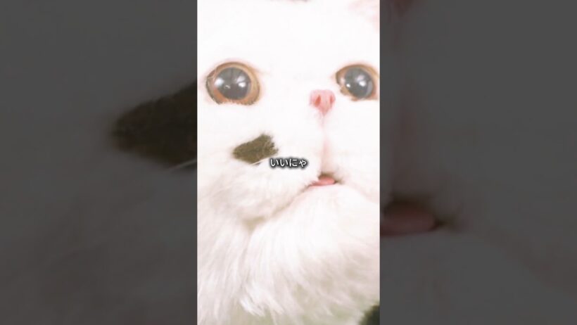 800 平方メートルの別荘に住むおじさんと猫。#映画 #shorts #fyp