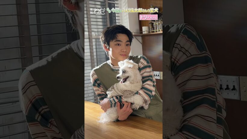 【WATWING】八村倫太郎さんと愛犬ドリーちゃんが遊びにきてくれました！（ポメラニアン× トイプードル｜月刊わんこ撮影オフショット） #shorts