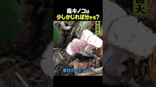 東出昌大 / 毒キノコ、かじれば分かる？