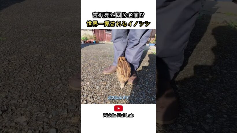吉沢亮と同じ名前⁉︎ 世界一愛されるイノシシ