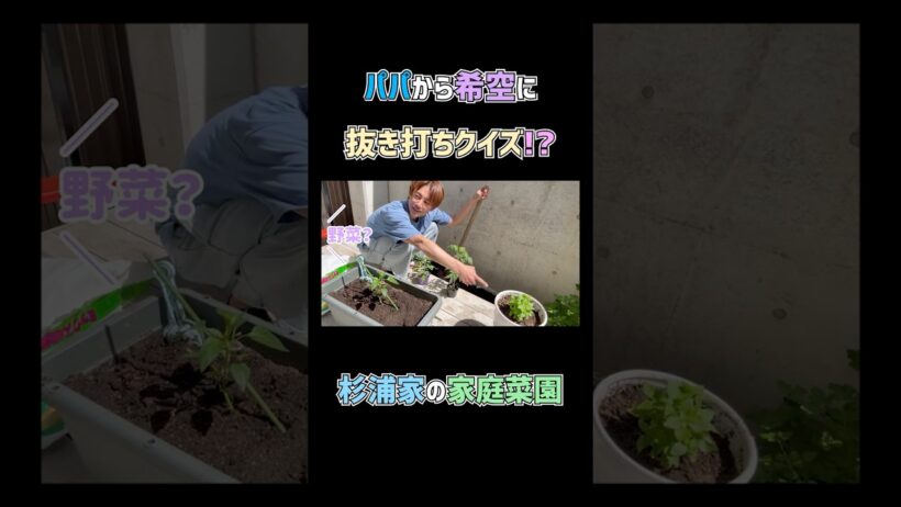 希空に抜き打ちクイズ？🌱　#杉浦太陽 　#shorts 　#杉浦家　#家庭菜園　#希空　#抜き打ち　#クイズ